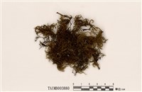 藏品(匙葉木苔)的圖片